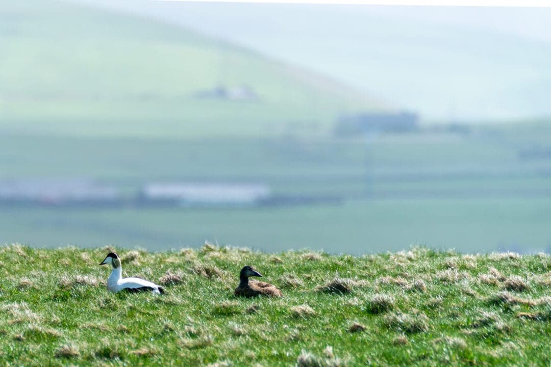 two ducks sitting at the top of Brough-of-Birsay
