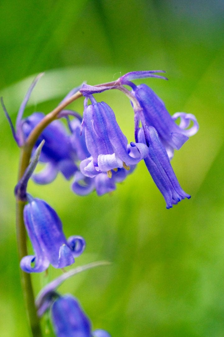native bluebells with petals curling up on each flower