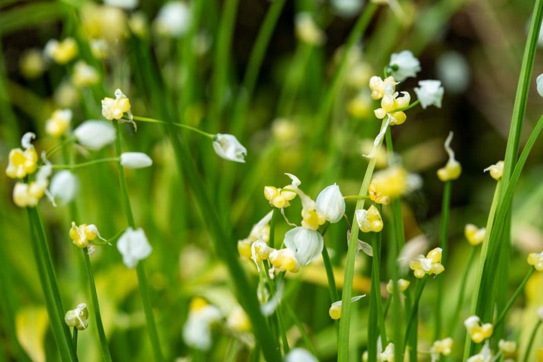 Few-flowered-garlic,yellow tiny bulb like balls on green stems with white transluscent flowers