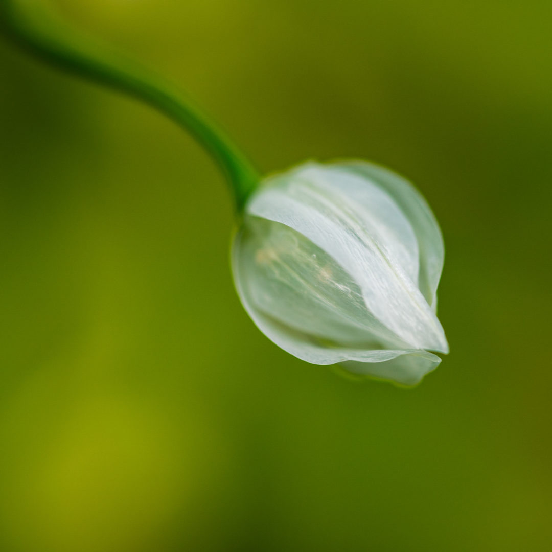 Few-flowered-garlic-close-up