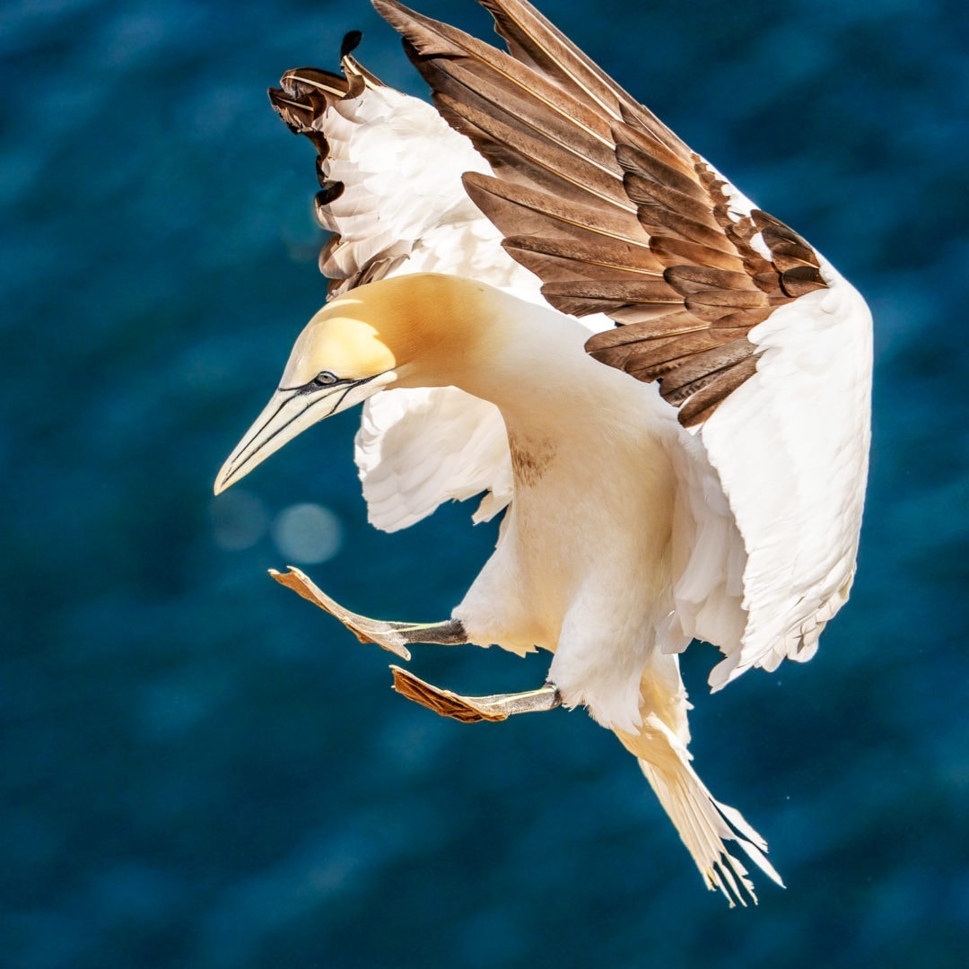 Gannet-coming-in-to-land feet first