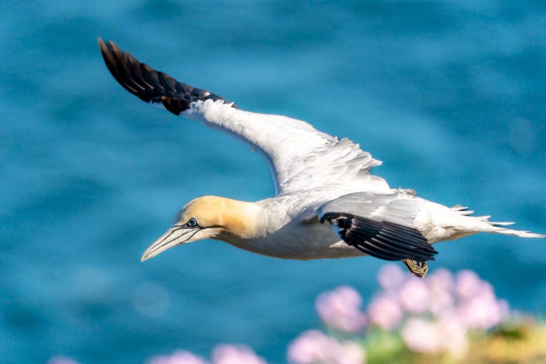 gannet flying near the cliff at Troup Head