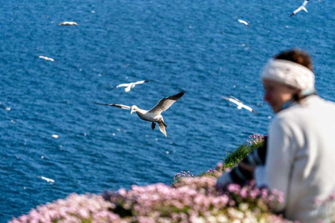 Gannet-flying-by-Shelley