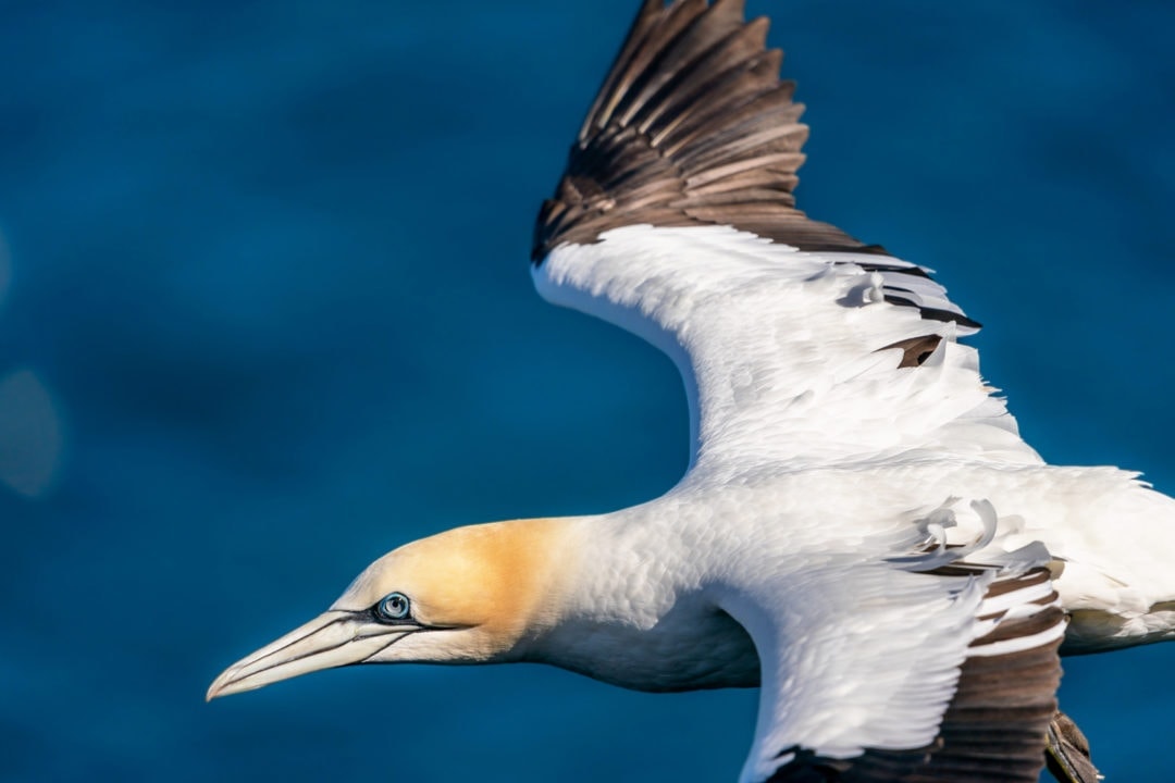 Gannet-flying-close-up