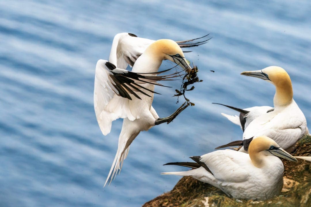 Gannet-landing-by other gannets Troup-Head