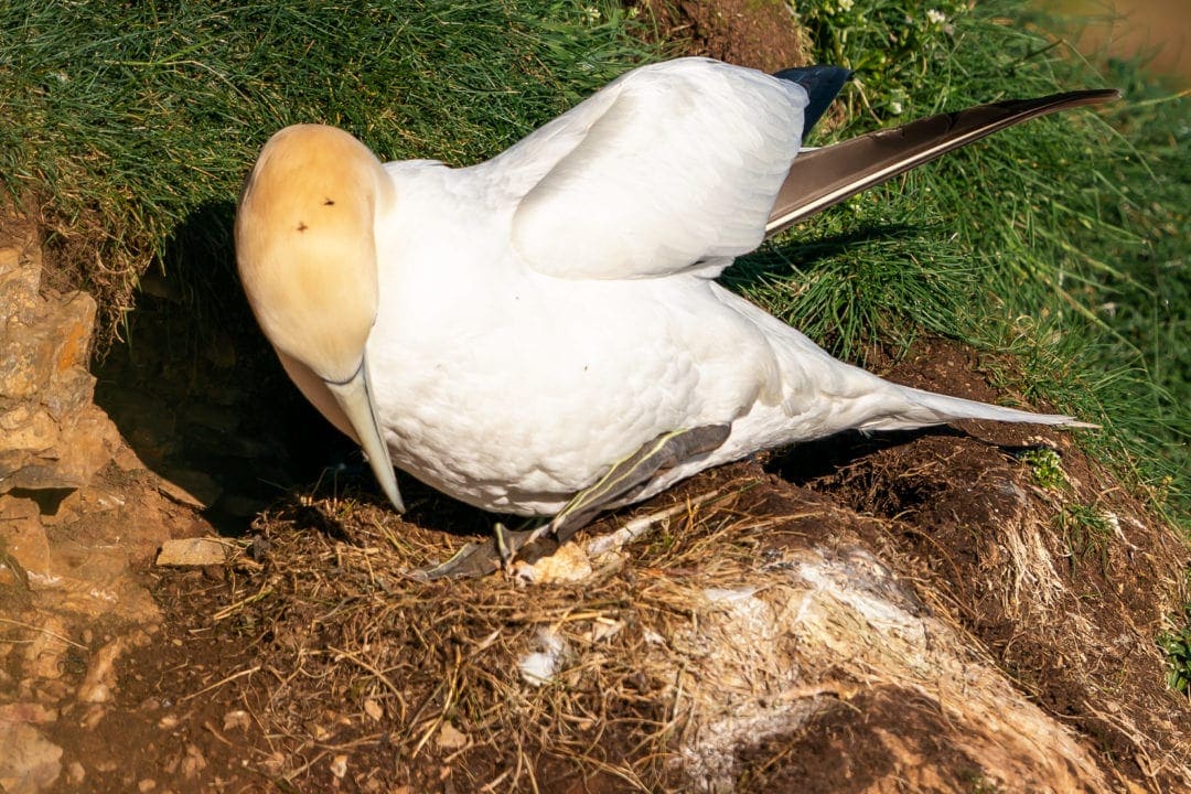 Gannet-sitting-on-egg-at-Troup-Head