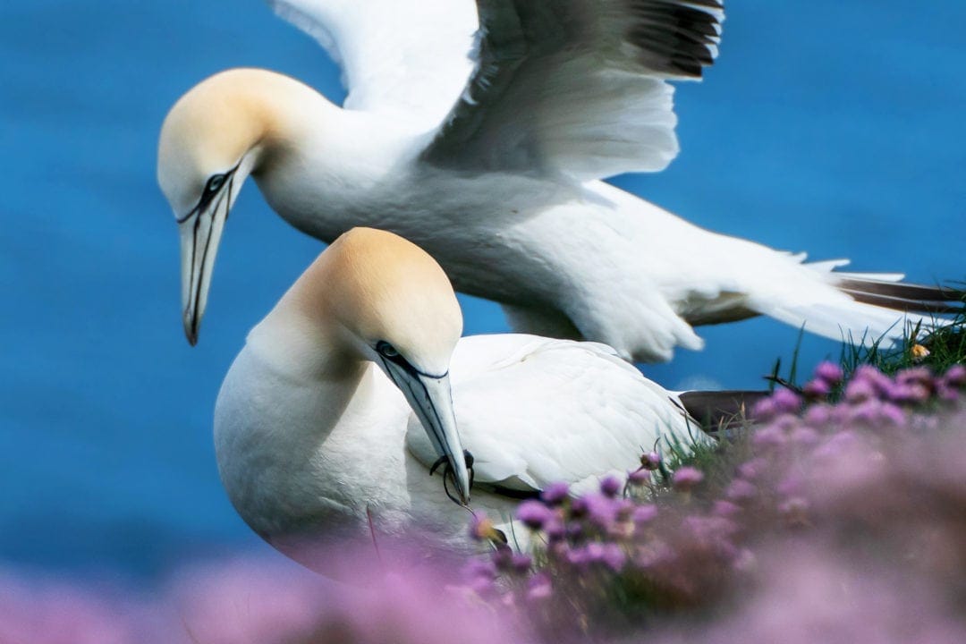 Gannet with seaweed and mate