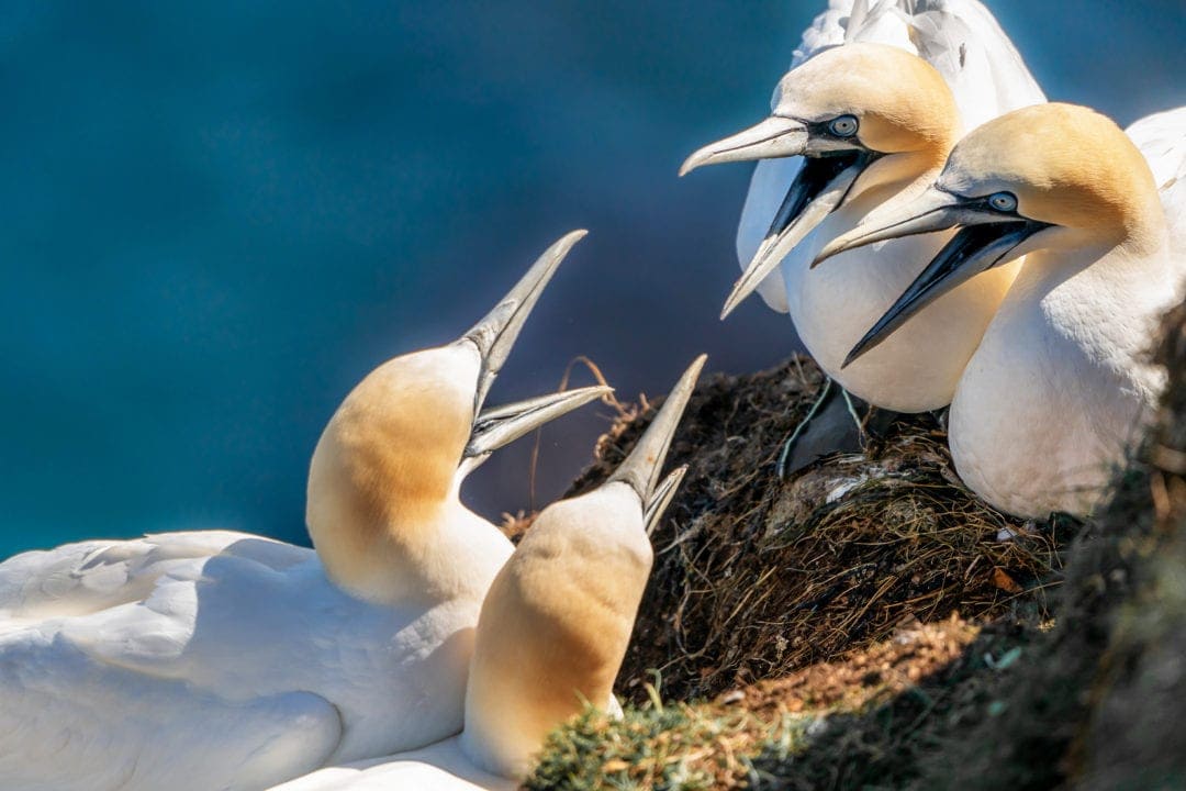 Four Gannets squawking at each other - bills wide open