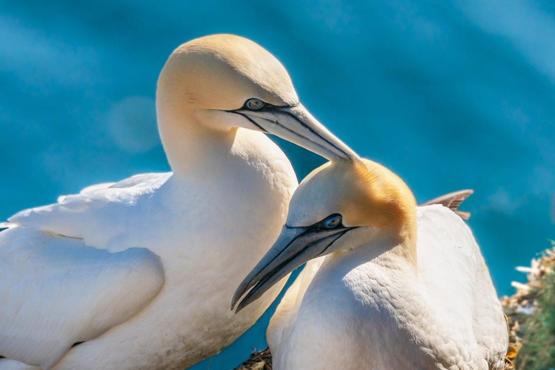 Gannets-close-like-a-cuddle