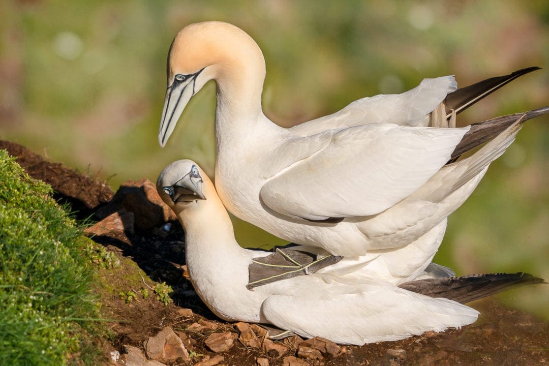 gannets mating on the cliff ledge, one stood on the other