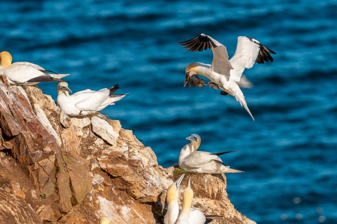 Gannets-on-cliff-rocks-Troup-Head