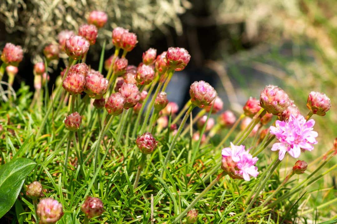 Sea pinks growing on Handa Island 