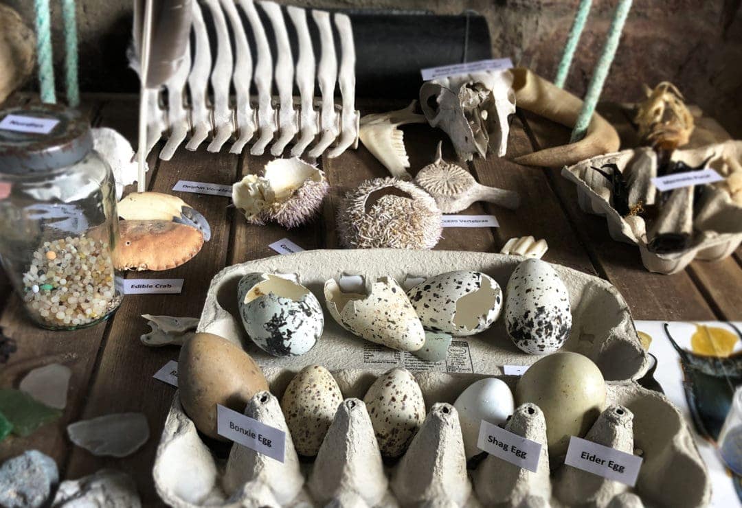 Selection of broken eggs, bones etc of various birds found on the island 