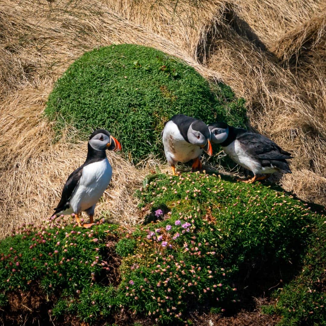 three Puffins by sea thrift  and sandy top cliff