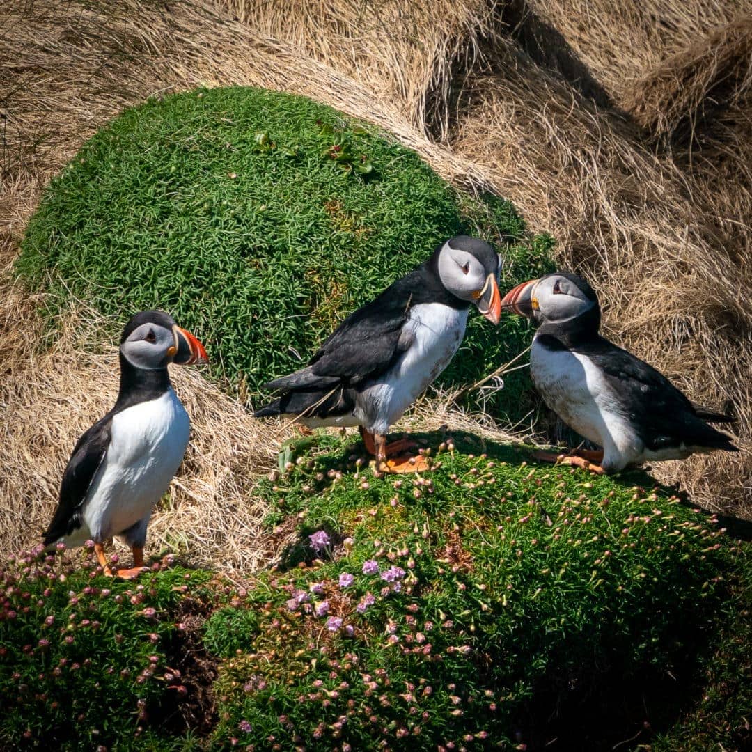 Puffins knocking their bills together 