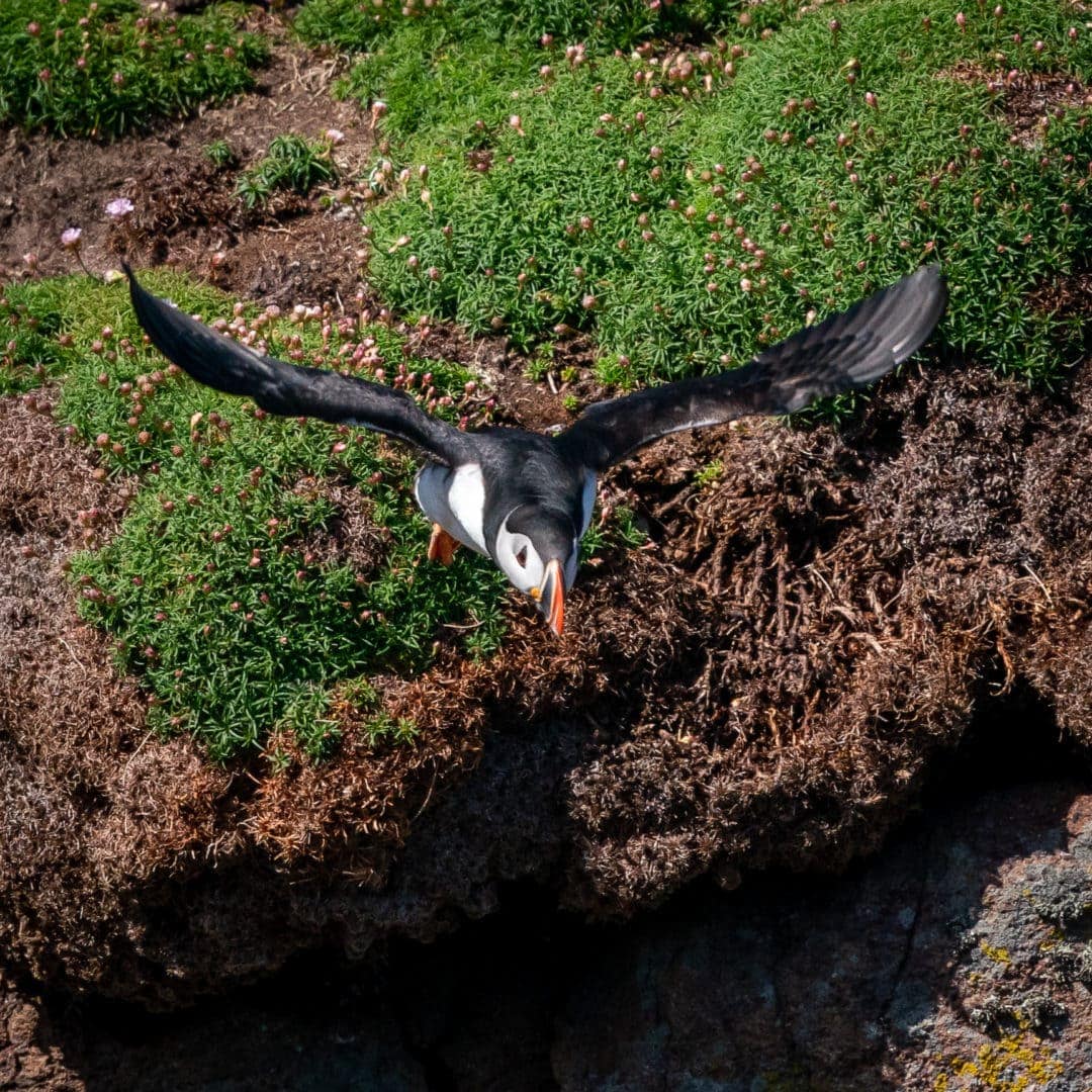 Puffin flying off the cliff at Handa Island