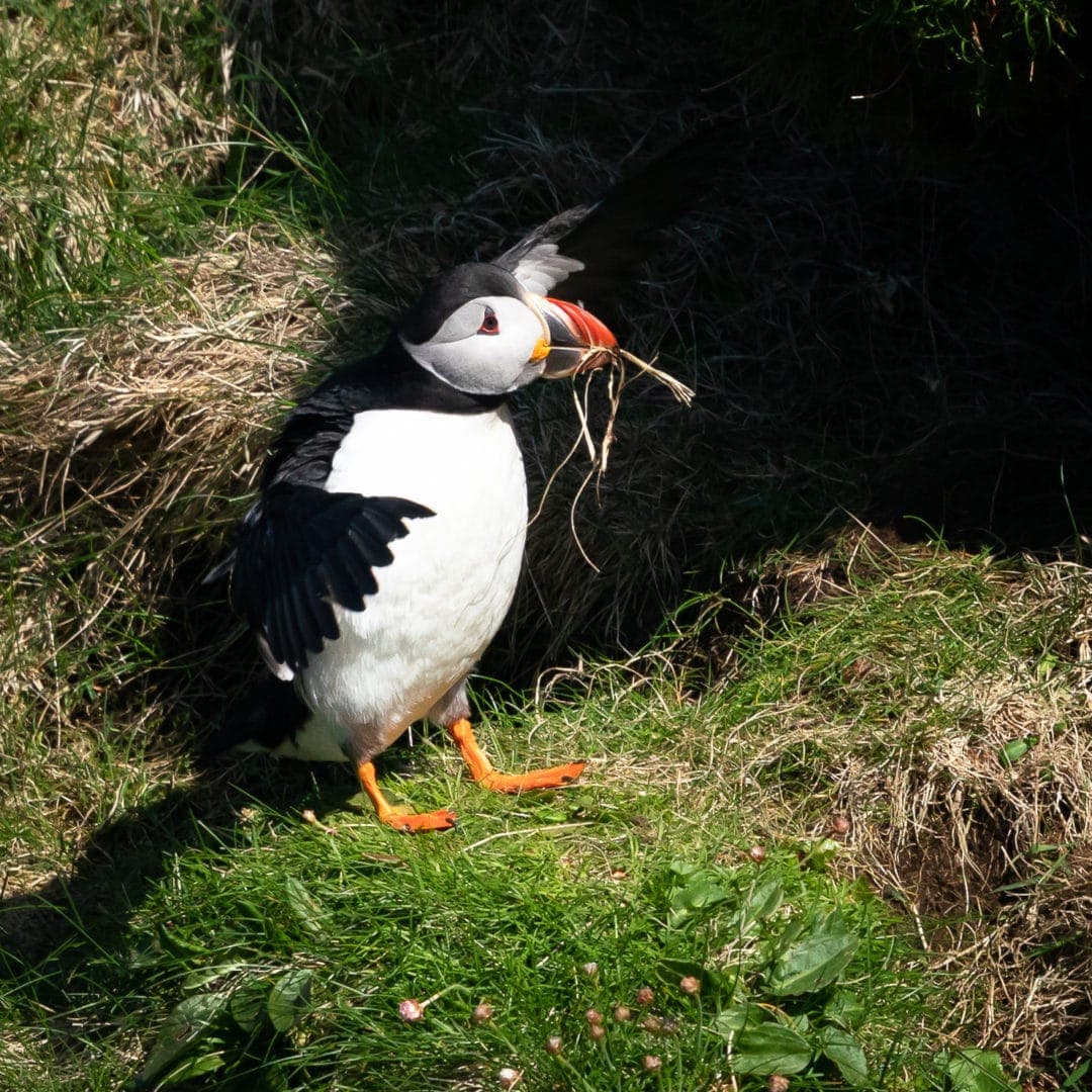 Puffin collecting burrow nesting