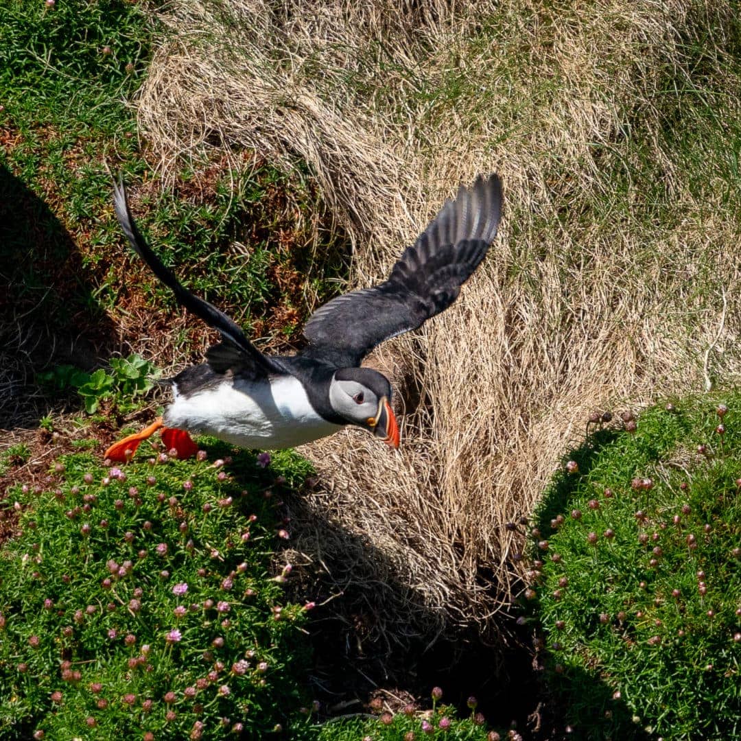 Puffin flying at Handa Island