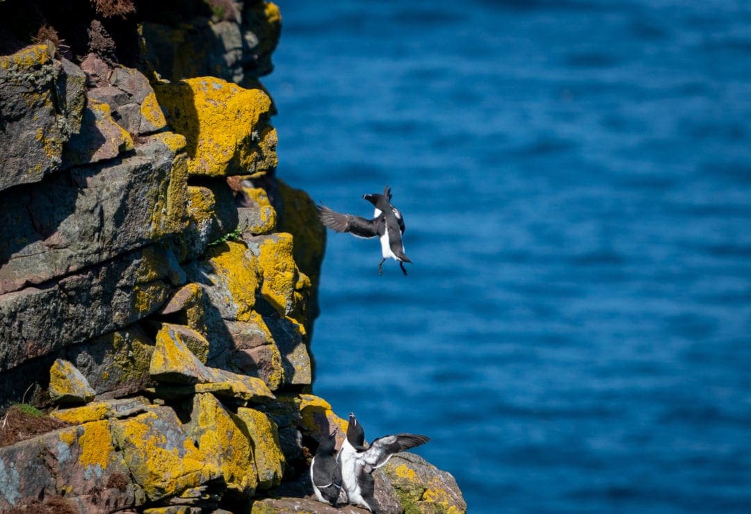 Razorbill landing on the sandstone cliff