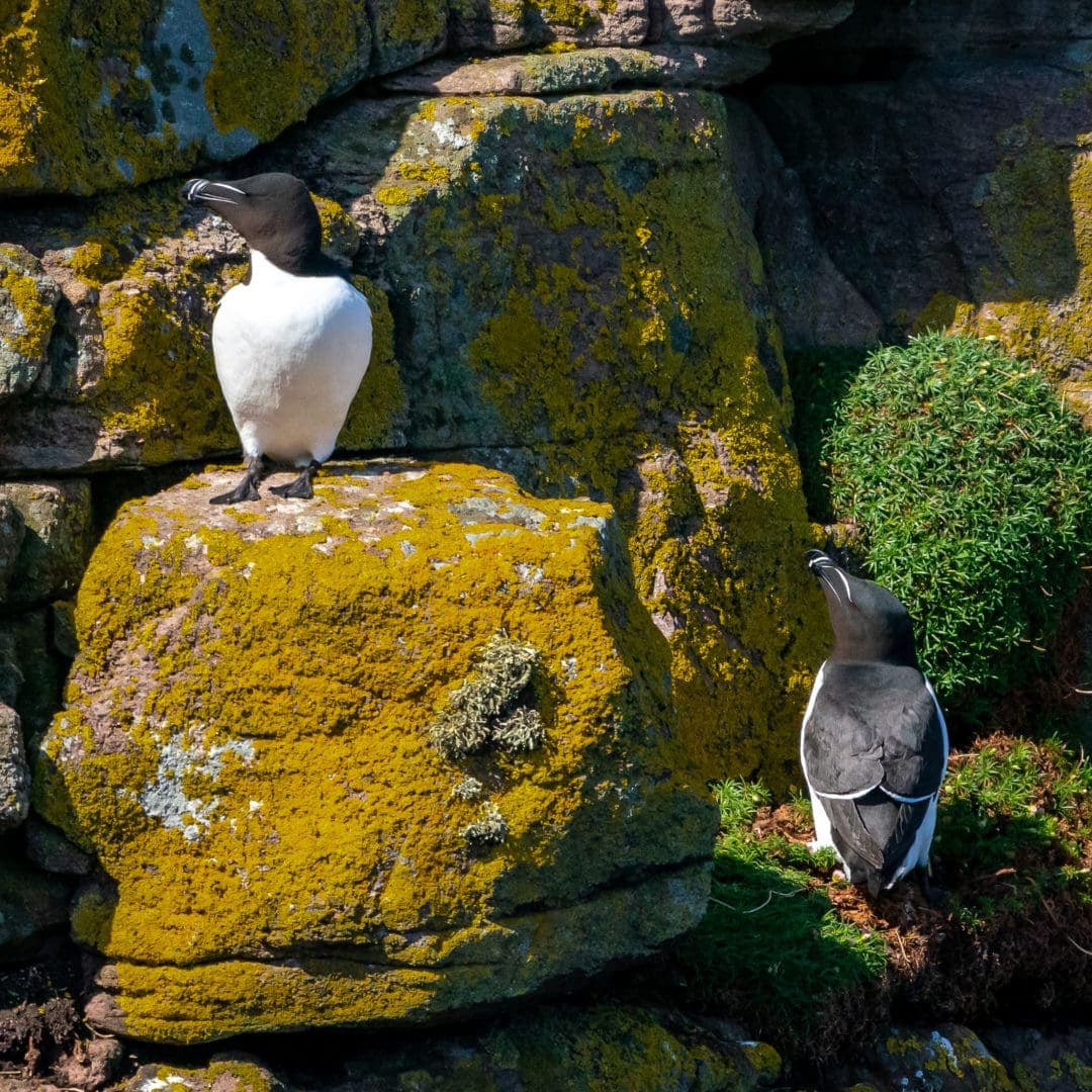 Razorbills on Handa Island