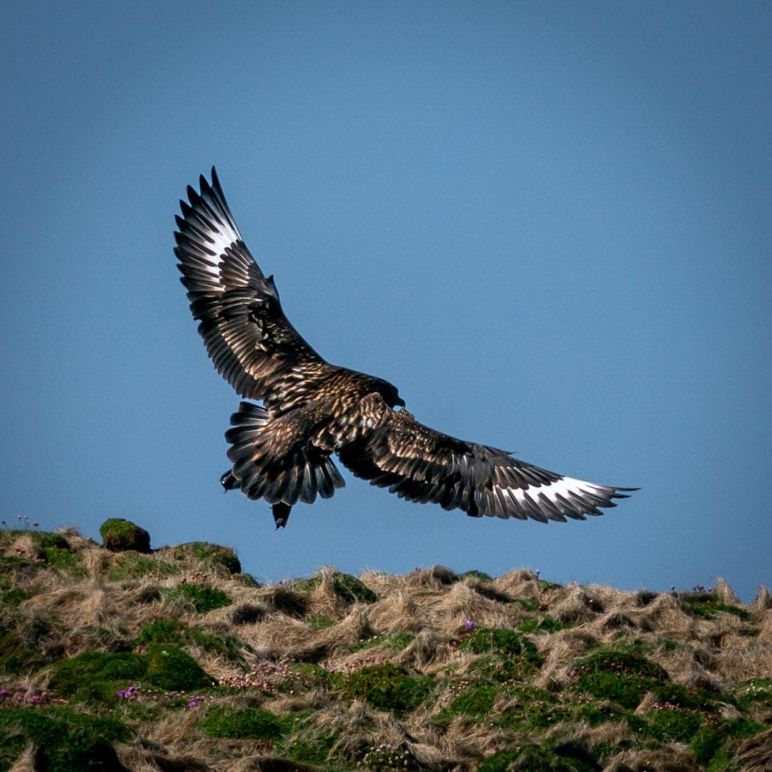 flying great skua over Handa Island moorland