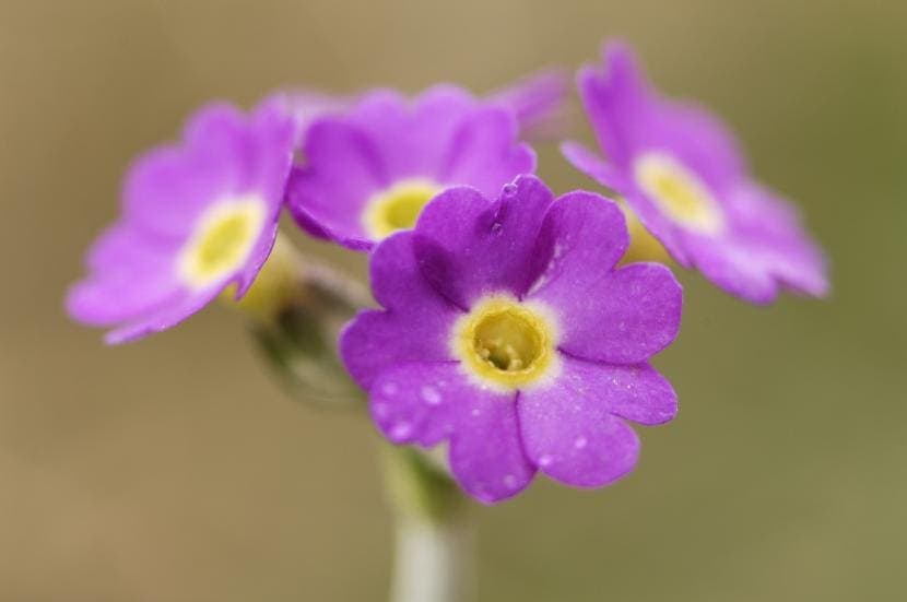 purple five petalled flower with yellow centre