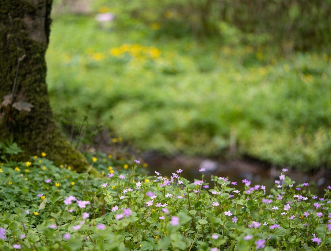 Pink-purslane-binscarth-wood