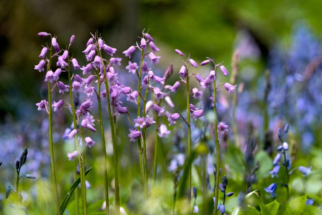 Pink-spanish-bluebells-1