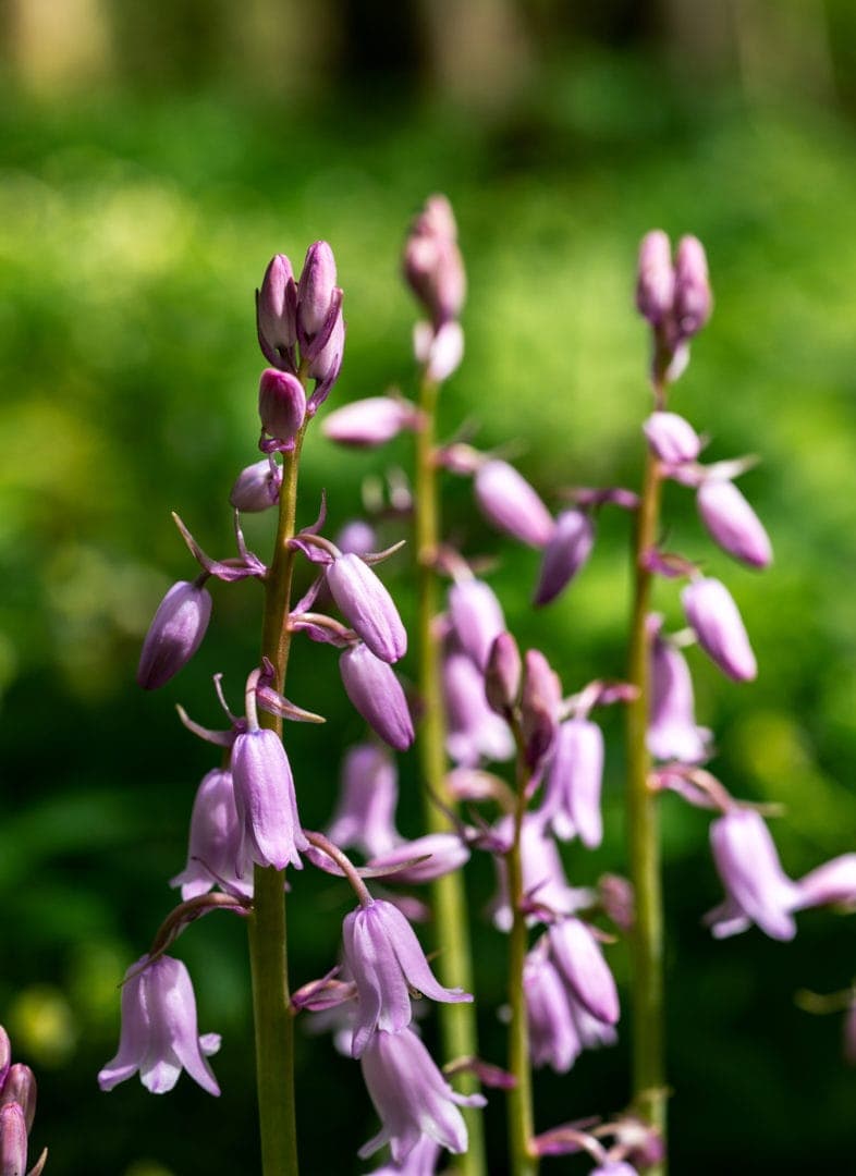 Pink-spanish-bluebells