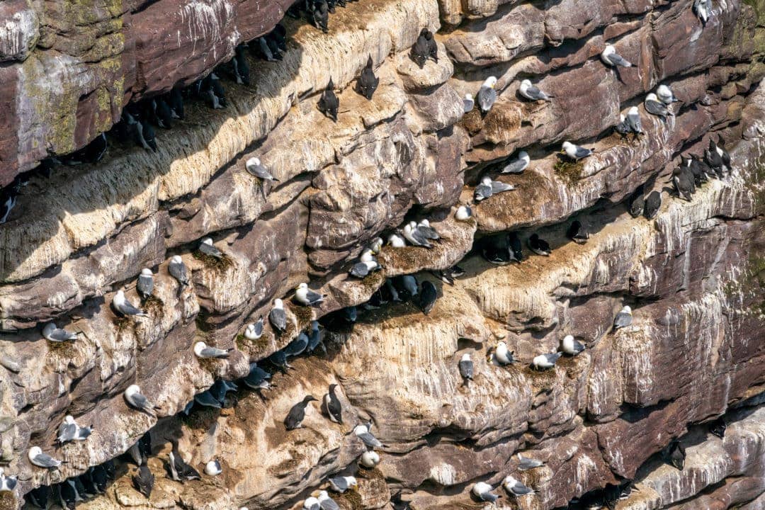 Kittiwakes and guillemots on a cliff face at Handa Island