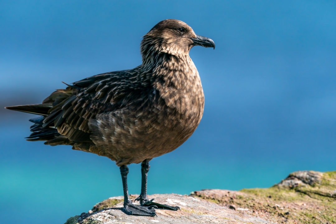 Great skua stood on a rock at Handa Island