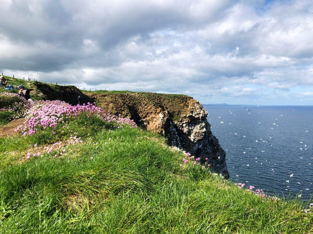 Troup-Head-Cliff-top with pink thrift on grassy top