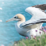 Troup Head Nature Reserve: Gannets Galore