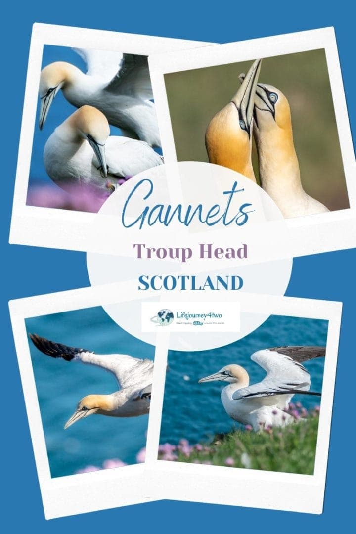 Troup Head Gannets pinterest pin