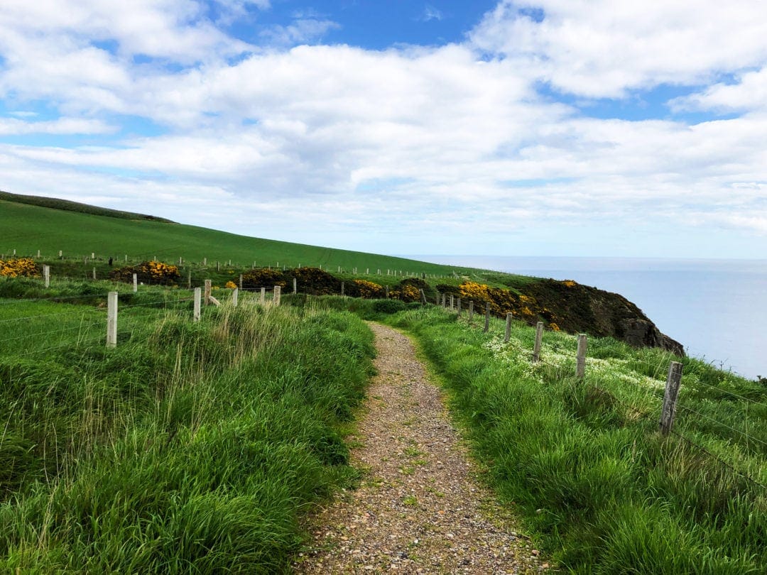 Path way along cliffs with green grass either side and yellow gorse in the background