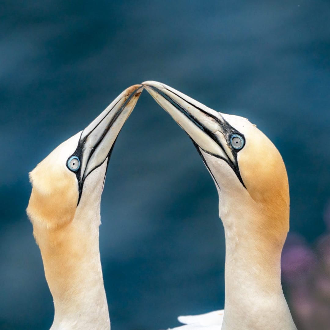 Two-gannets-touching-beaks