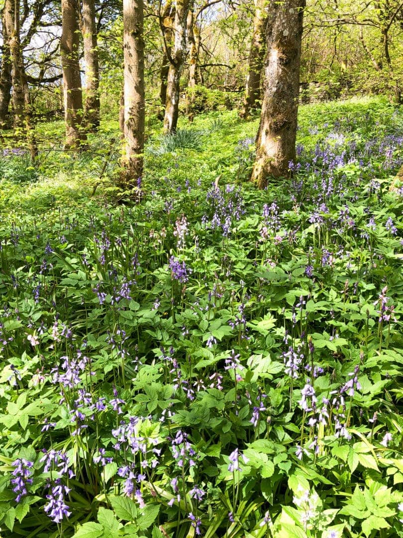 Bisnscarth Woods with a carpet of bluebells across the ground