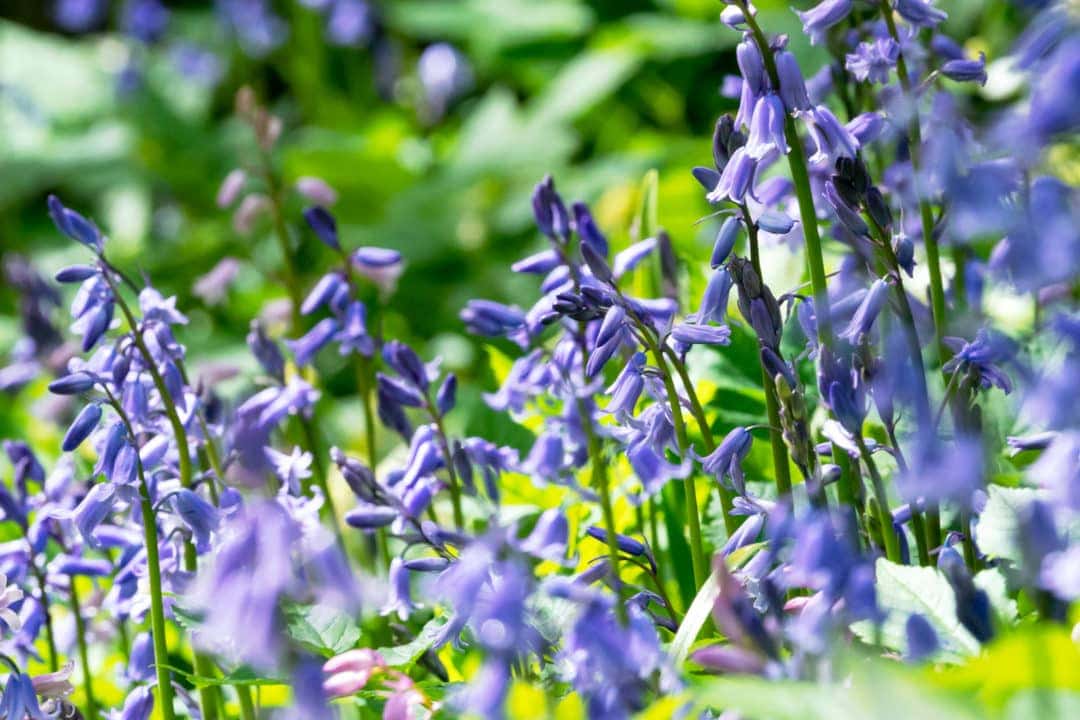 Bluebells 