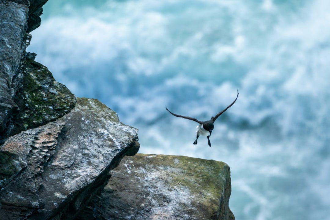 Razorbill about to land on a cliff ledge in Orkney