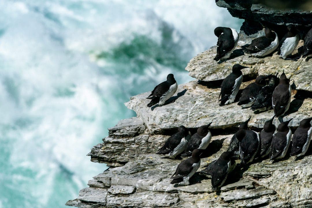 Brough-of-Birsay-cliff-Guillemots