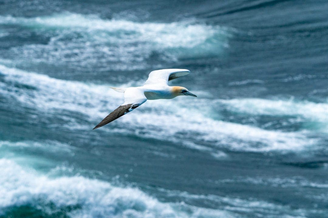 Gannet flying by Brough of Birsay