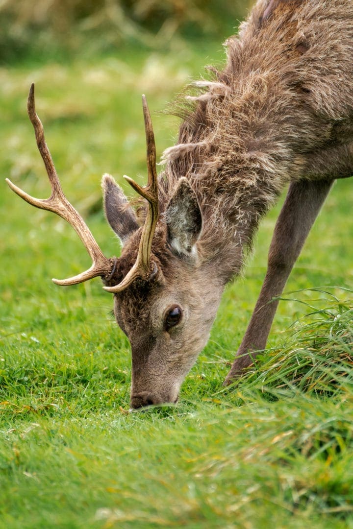 Deer on Isle of Lewis