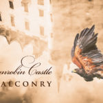 Dunrobin Castle Falconry: Feathers and Flair
