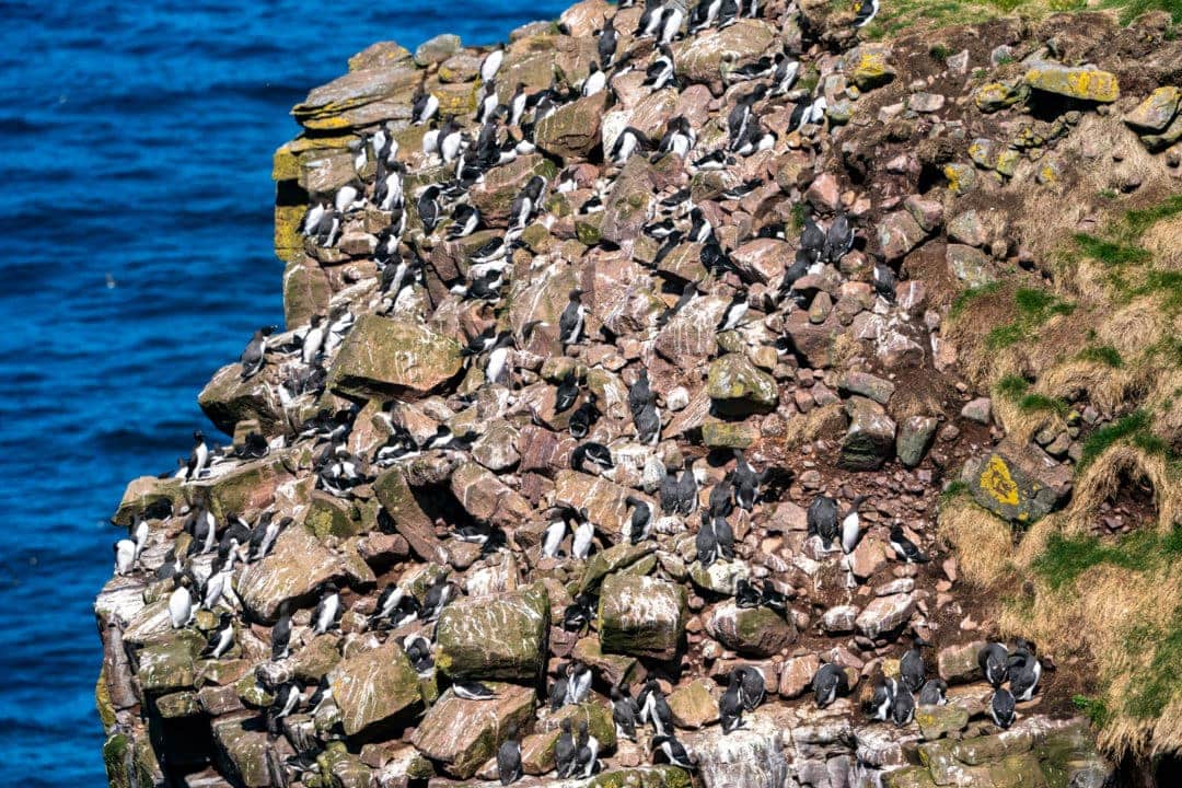 guillemots crowded on a ledge