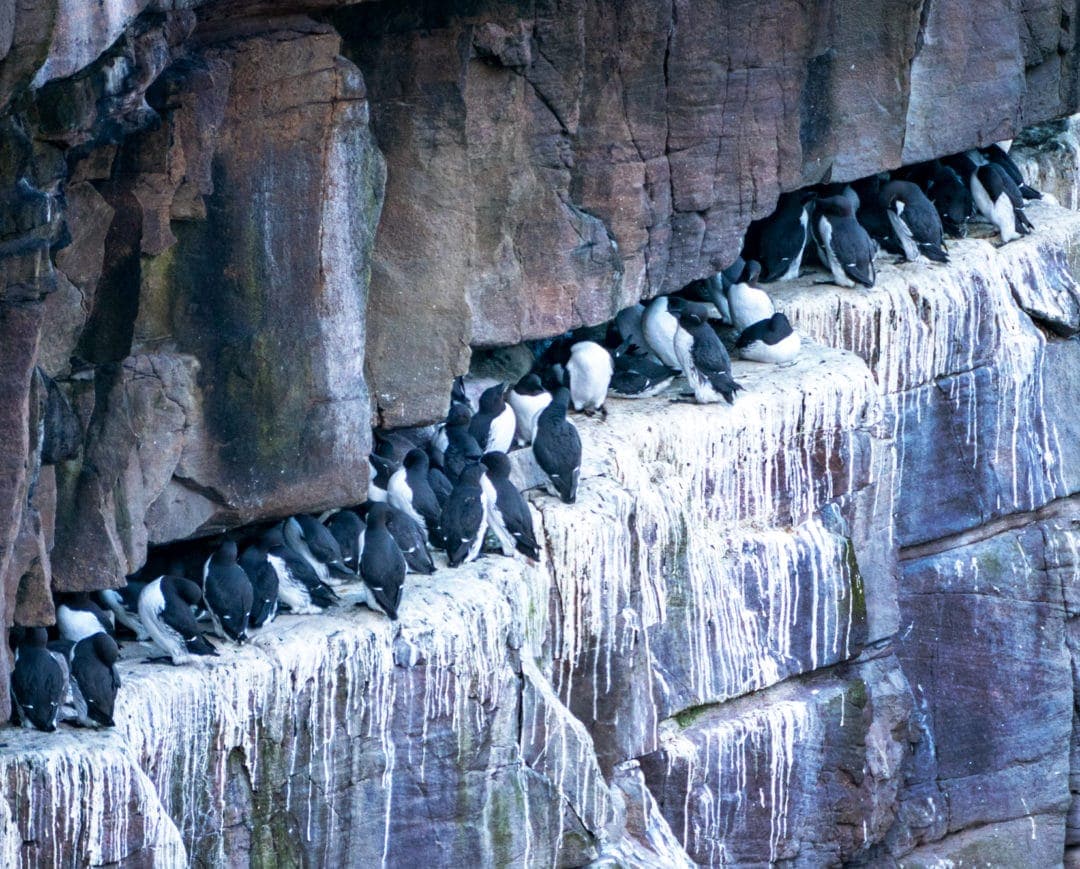 Guillemots-on-cliff-ledge-