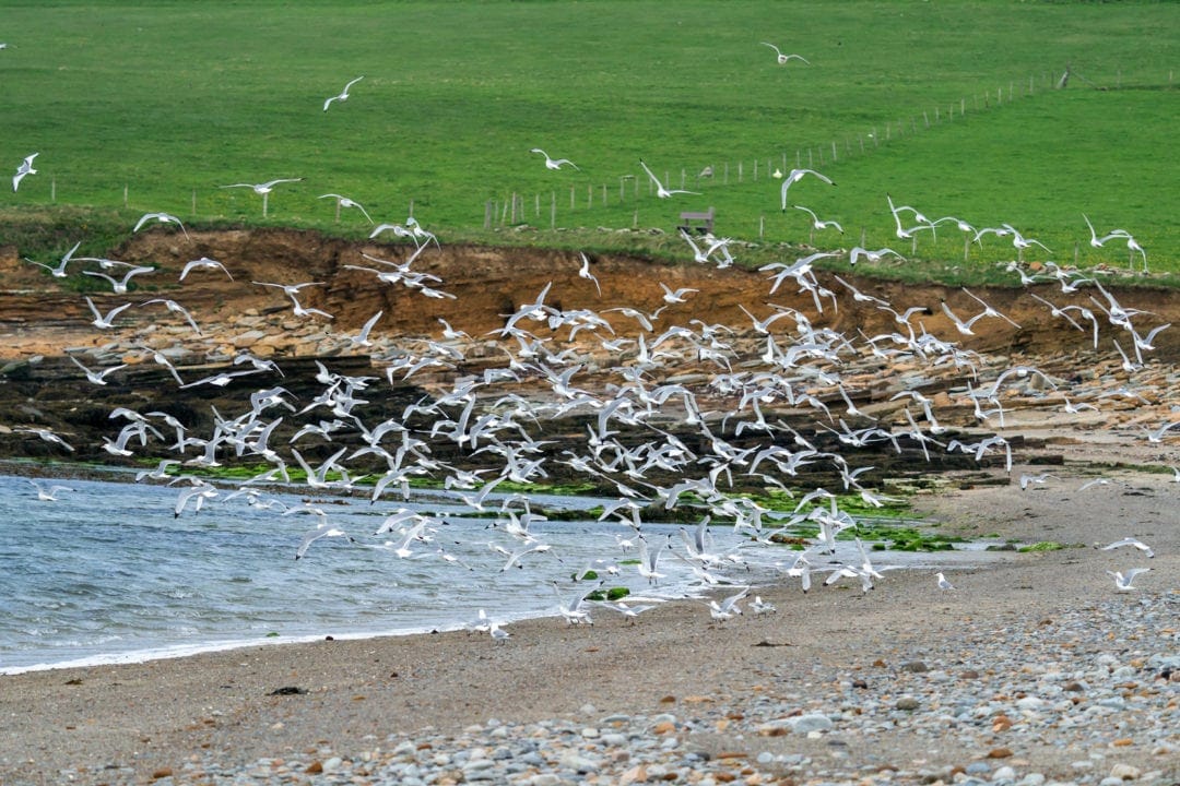 Gills at Marwick head, Orkney