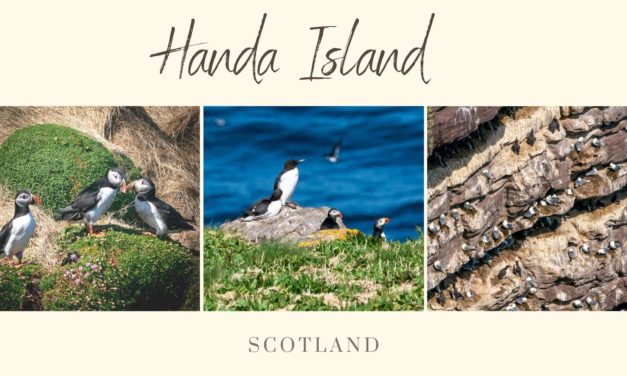 Handa Island: Puffins, Serenity and Picturesque Scenery