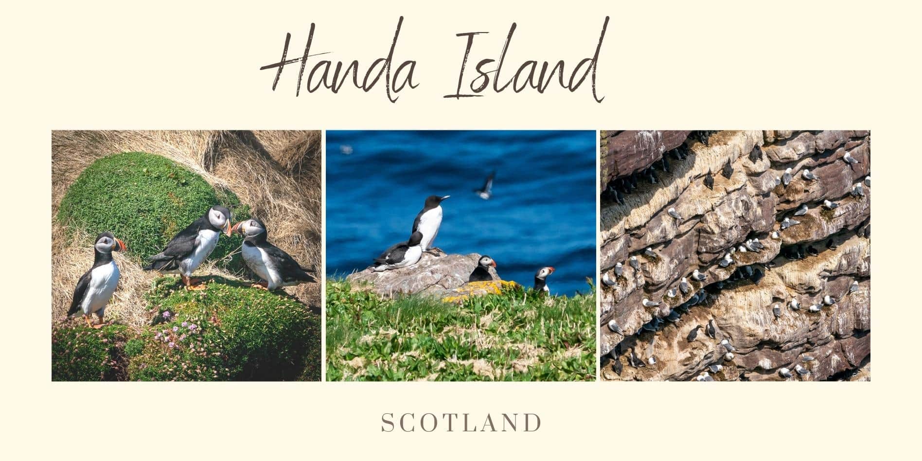 Handa Island Header