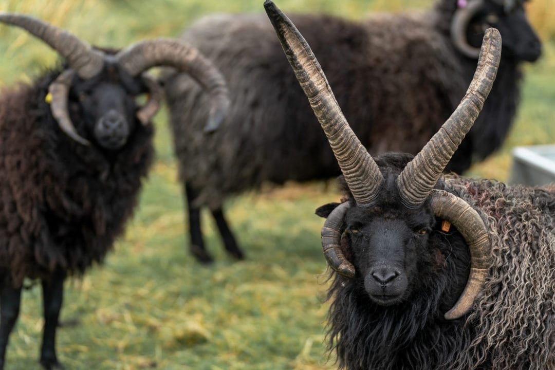Black Hebridean sheep with four horns, two pointing stright up and two curling around the sheeps face.