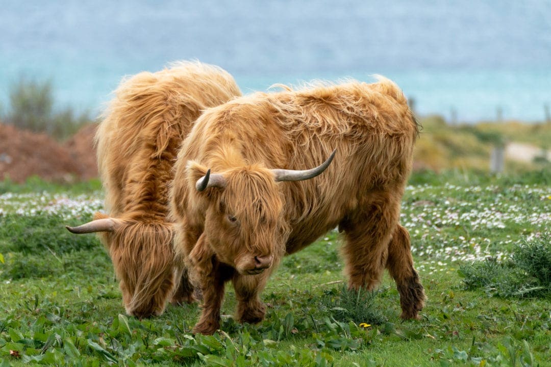 Highland Cows in Orkney